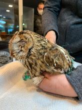 uil vast in dun groen net
