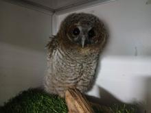 jonge dierenseizoen: uilskuiken