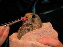 neergeschoten valkje wordt gevoed
