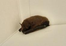 vleermuis gevonden in ziekenhuis