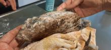 vleugel van uil vol met lijm