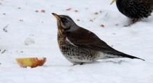 vogel eet appel