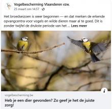 vogelbescherming vlaanderen