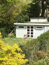 ree in tuin