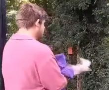 sperwer wordt vrijgelaten door vrijwilliger