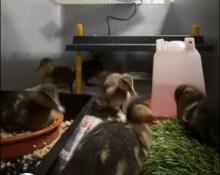 kleine eendjes, jonge dierenseizoen