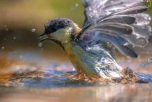 vogel in waterbad