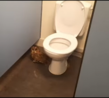 uil in toilethokje