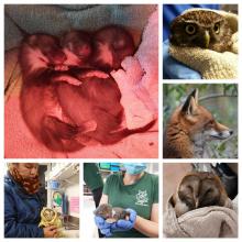 foto's verschillende dieren