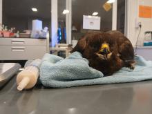 wespendief klaar voor voeding