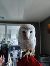 geen witte bosuil maar een witte kerkuil