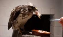 witte buizerd eet