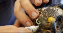 oog witte buizerd wordt behandeld