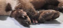 gebroken poot en wonde steenmarter in klem