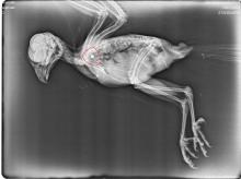 x-ray neergeschoten valkje toont kogeltje