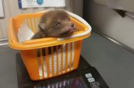 eerste vossenwelp van het seizoen 