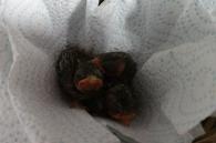 jonge vogeltjes in couveuse