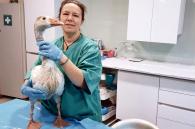 Nancy met gans in nood