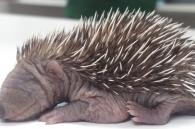 baby egel, oogjes nog dicht