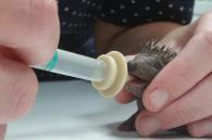 baby egel krijgt melk