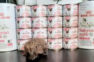 baby voeding voor baby egels