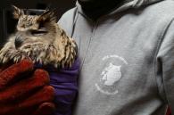 bengaalse oehoe bij SOS Wilde Dieren