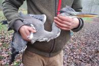Blauwe reiger afgeschoten
