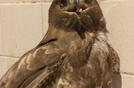 buizerd genezen