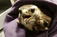 buizerd net gevangen
