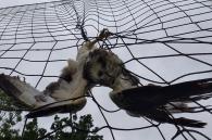 buizerd vast in net