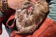 buizerd met open krop