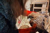 buizerd krijgt kinesitherapie