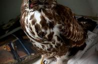 verzwakte buizerd