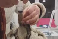 buizerd wordt gevoed