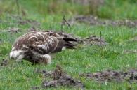 buizerd zoekt wormen