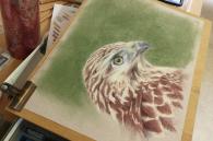 tekening buizerd