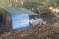donatiecheque wordt bekeken door de poolvossen