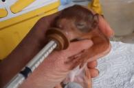 baby eekhoorntje drinkt melk