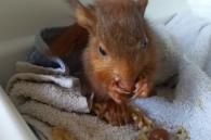 eekhoorntje eet nootje in couveuse
