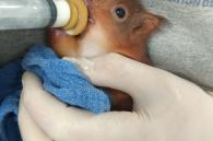 eekhoorn nestjong drinkt melk