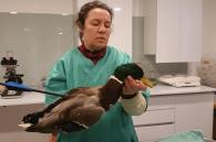 eend met pijl in wildlife hospitaal