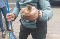 eendje gered uit rioolput