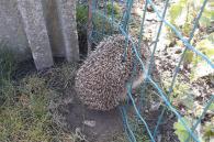 egel in omheiningsdraad