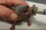  baby egel voederen