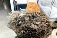 Egel vol met opgedroogde modder