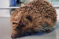 egel met abcessen ter hoogte van het hoofd