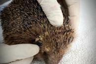 egel met mysterieuze infectie