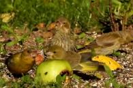 groenllingen in de tuin