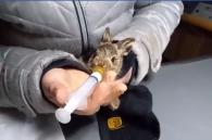 haasje drinkt melk