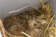 drie haasjes